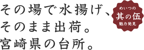 その場で水揚げ、そのまま出荷。宮崎県の台所。