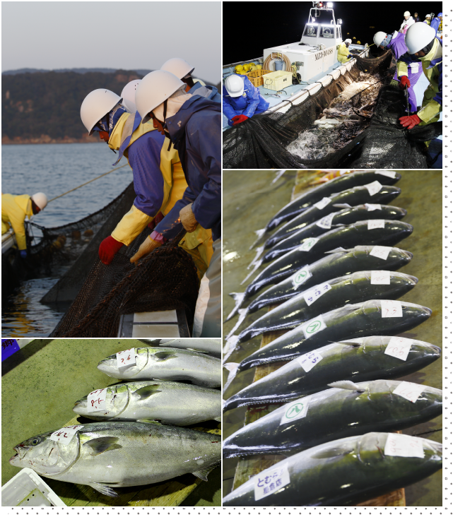 魚が活きいき。漁師も活きいき。