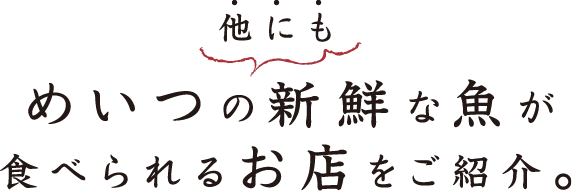 めいつの海の豊富な仲間たち。